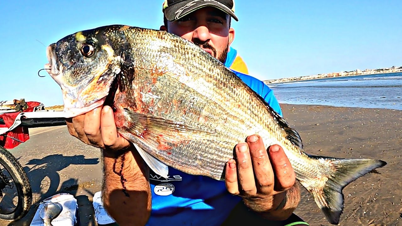 📽️3📽️🔞PICADAS🔞 en 💥DIRECTO💣 TRIPLETE💣 de -ESPÁRIDOS- SURFCASTING en DOÑANA