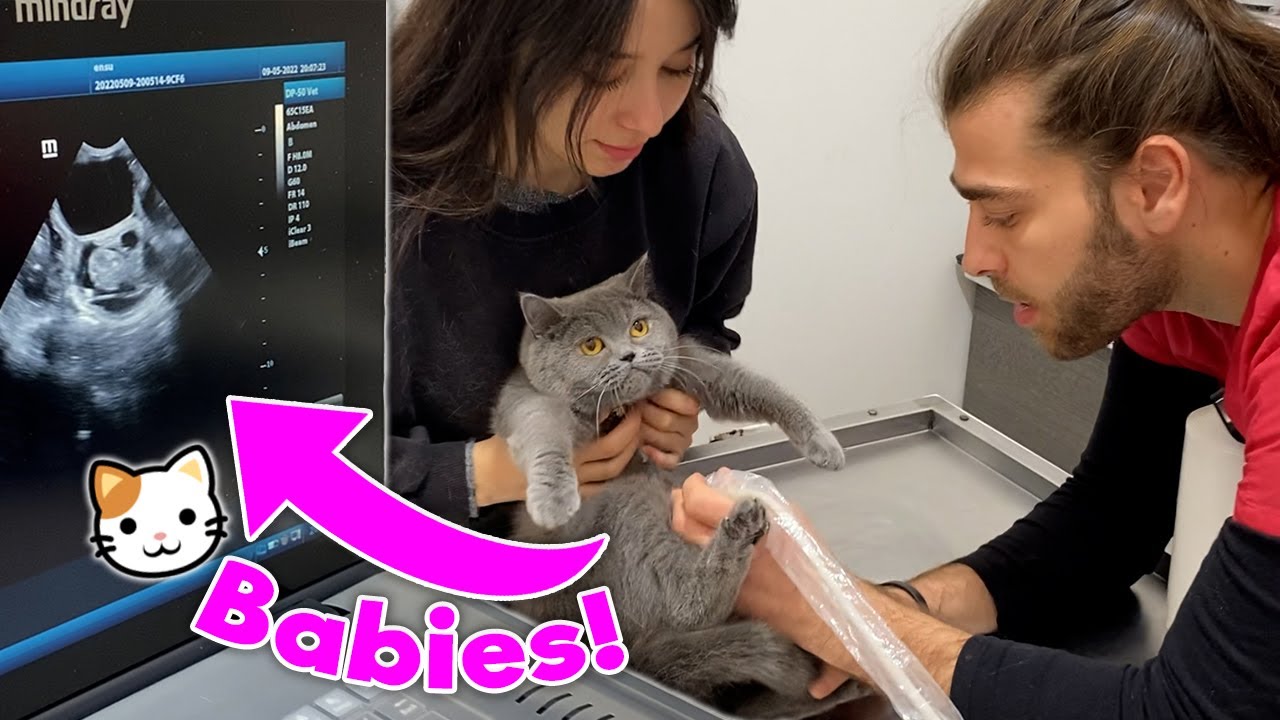У мамы-кошки много котят! (ультразвуковое изображение)