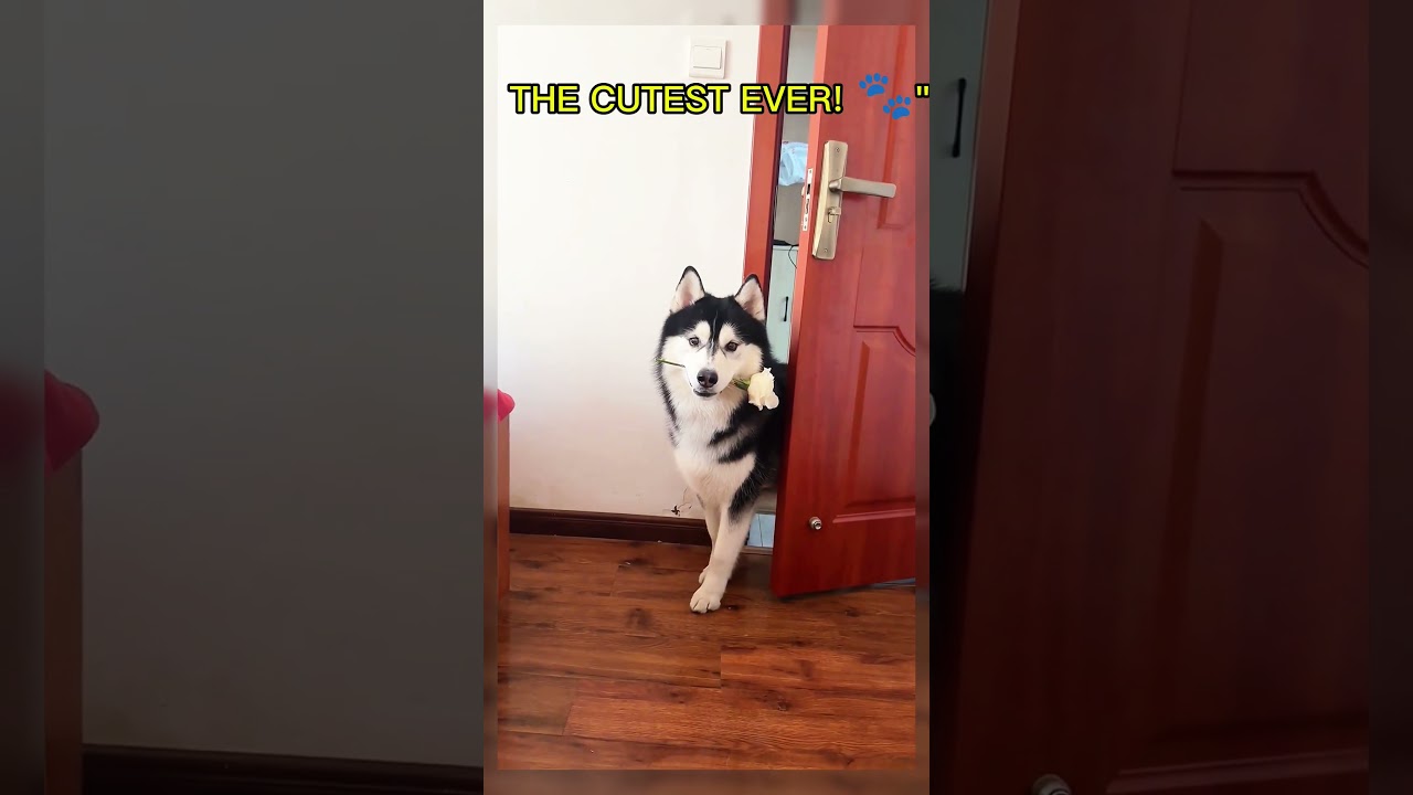 The purest friendship you'll see today 🥺 | Pets of USA 