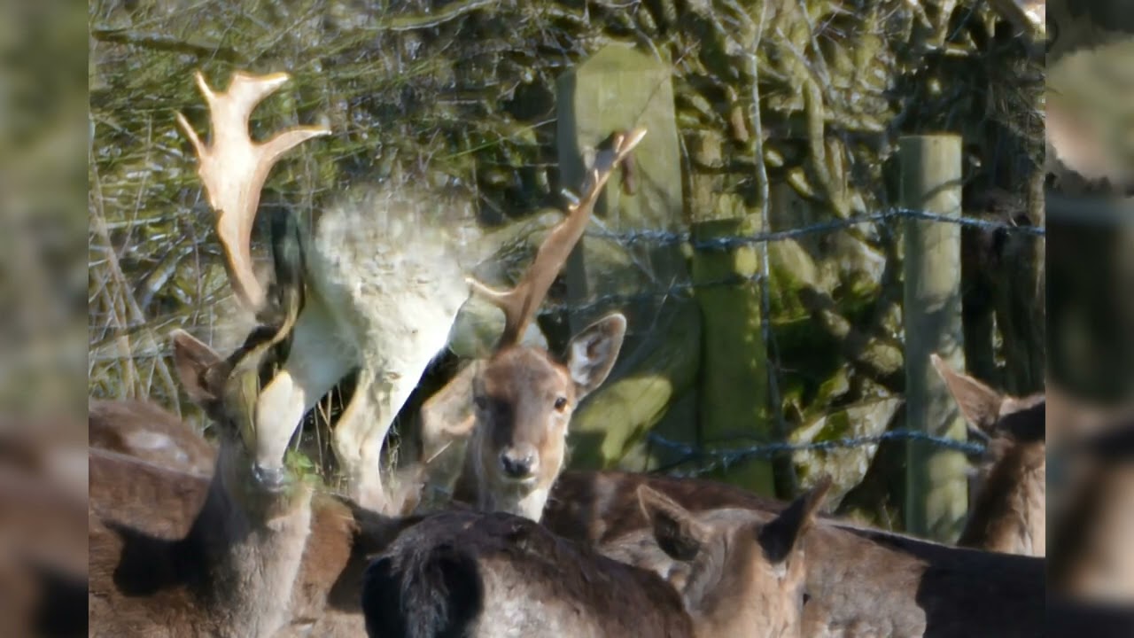 Ashridge Estate, Berkhampstead.