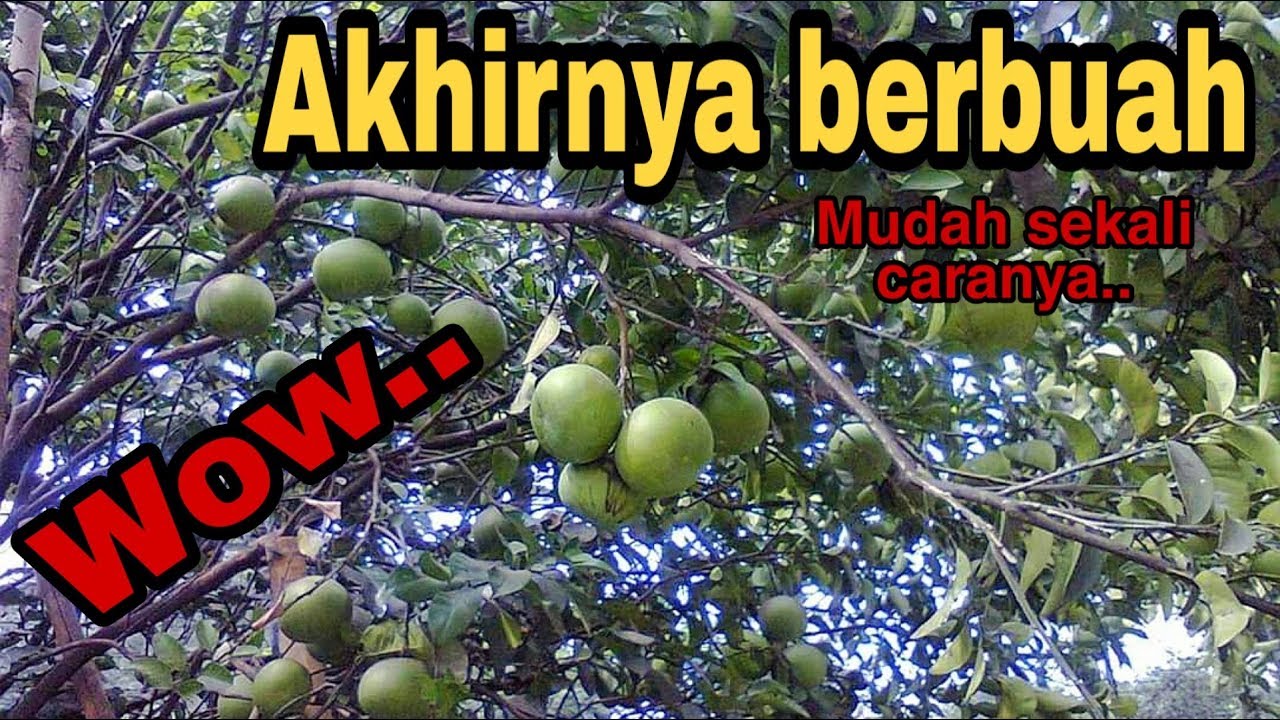CARA AGAR POHON JERUK BERBUAH BANYAK | POHON JERUK TAK KUNJUNG BERBUAH