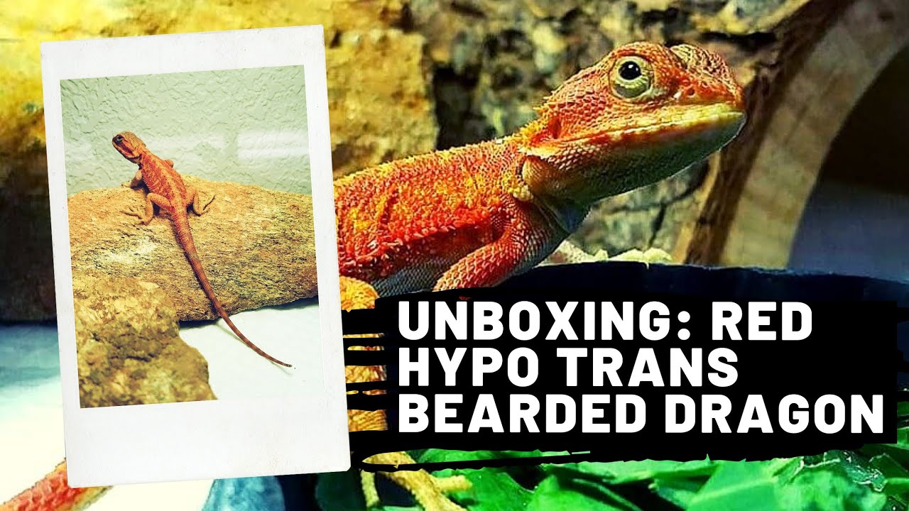 Unboxing Red Hypo Trans Bearded Dragon - Pogona Vitticeps