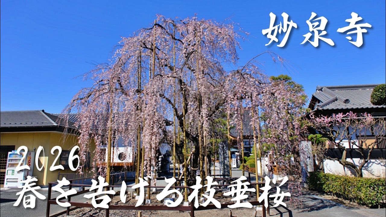 【2026山梨の桜】県内で最も早く咲くシダレザクラ！中央市・妙泉寺の絶景｜Early-blooming weeping cherry blossoms