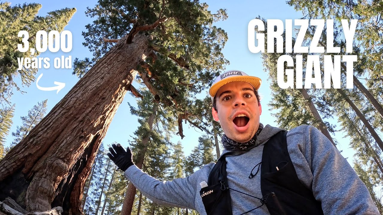 Mariposa Grove of Giant Sequoias 🌳 | Exploring Yosemite's Ancient Forest | #hikingadventures