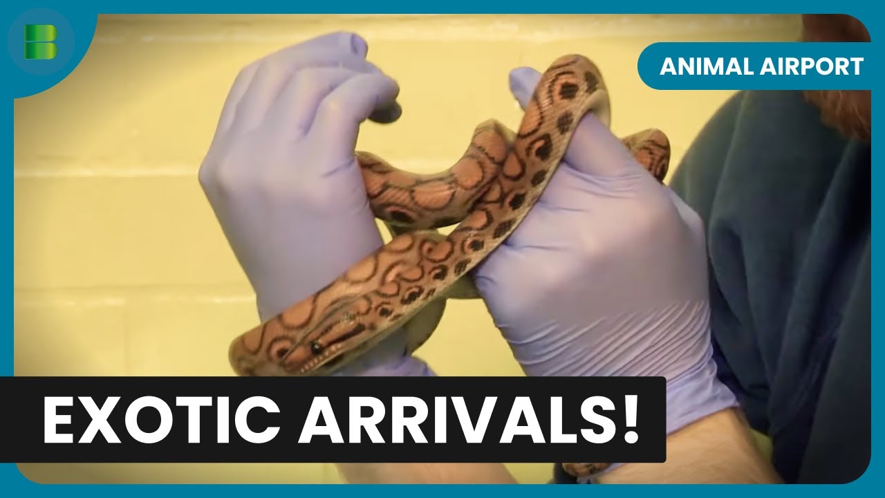 Handling Snakes! - Animal Airport - Animal Documentary
