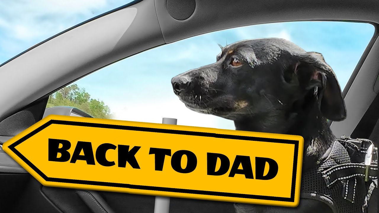 Home for Hugs ❤️ A Dachshund's Drive to Dad | Linni’s Doxie Life