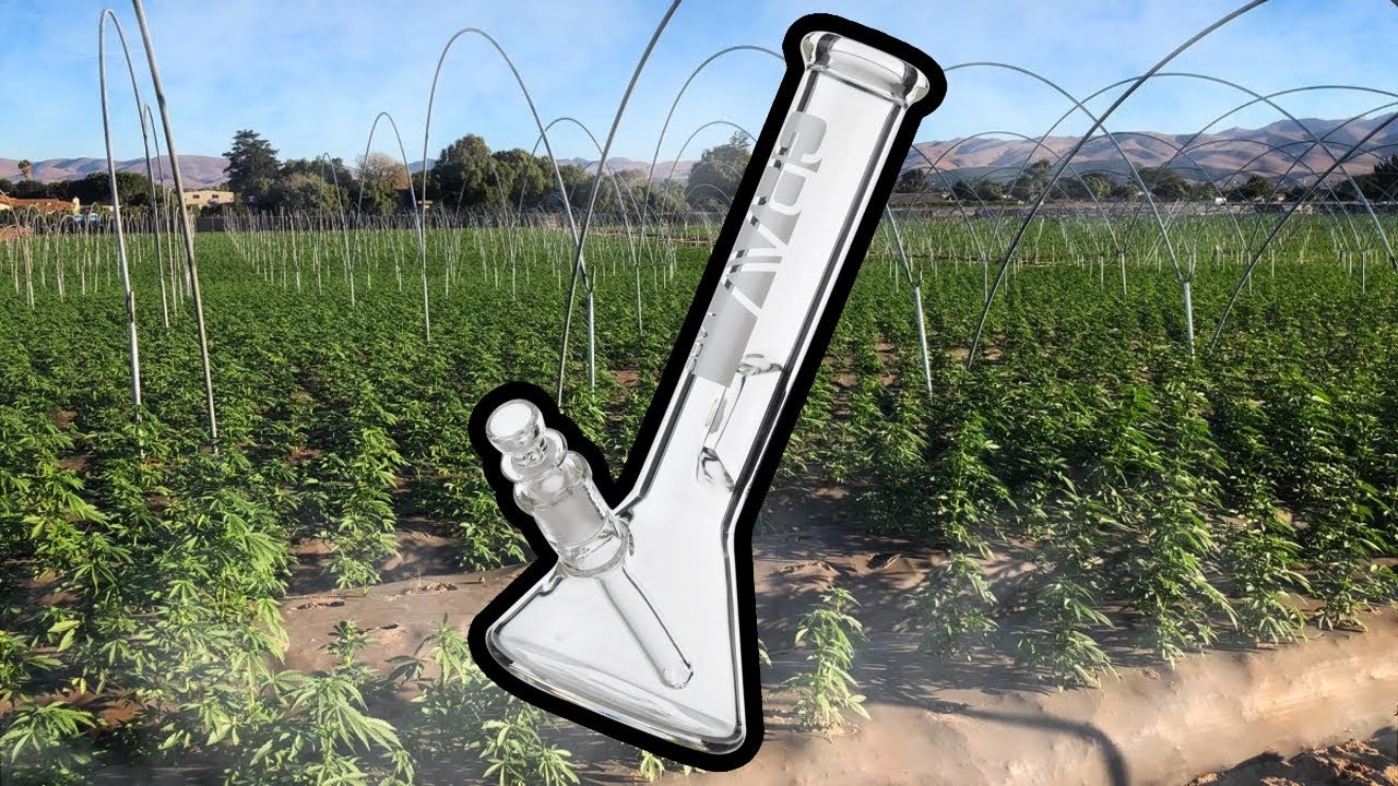 Three Percolator bong story