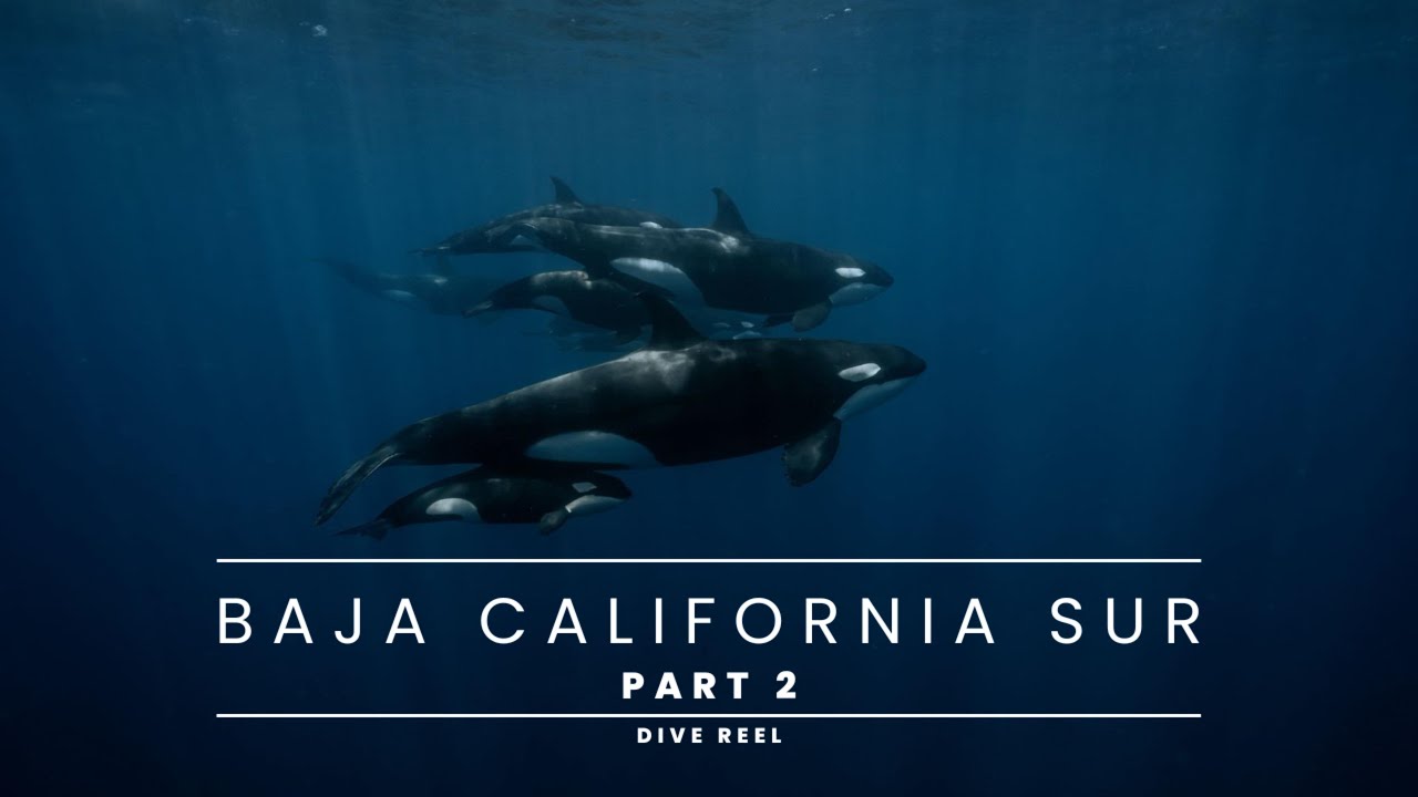 Baja California Sur, Mexico Dive Reel II - 4K HD
