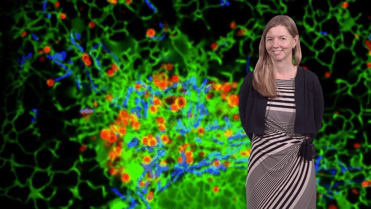 Gia Voeltz (CU, HHMI) 1: Factors and Functions of Organelle Membrane Contact Sites
