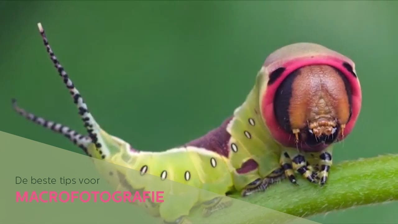 De beste tips voor MACROFOTOGRAFIE | Zoom