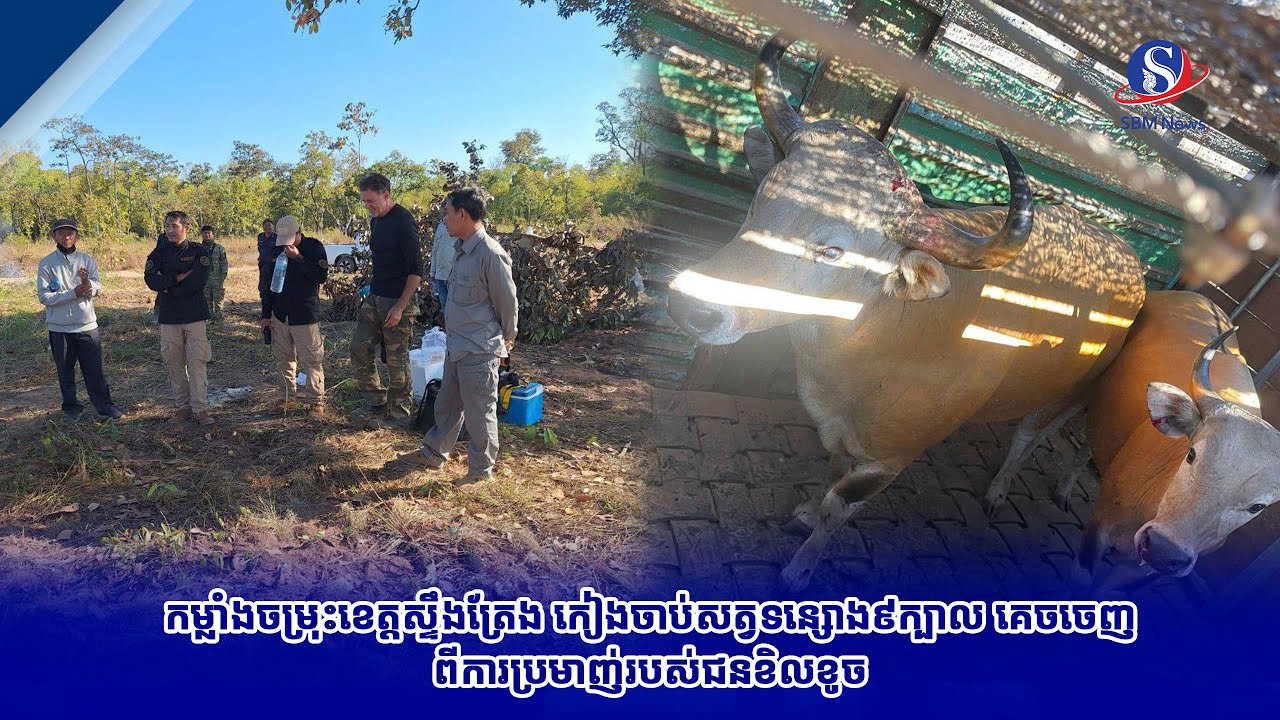កម្លាំងចម្រុះខេត្តស្ទឹងត្រែង កៀងចាប់សត្វទន្សោង៩ក្បាល គេចចេញពីការប្រមាញ់របស់ជនខិលខូច