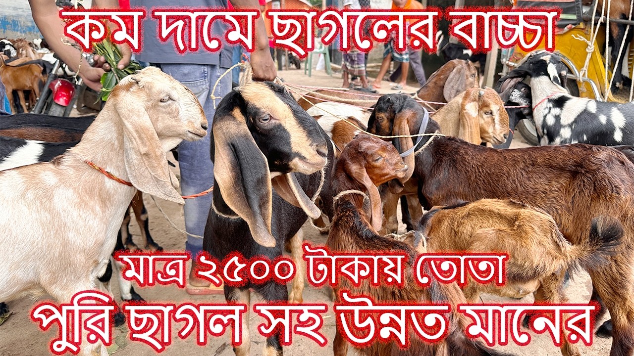 মাত্র ২৫০০ টাকায় তোতা পুরি ছাগল সহ উন্নত মানের ছাগলের বাচ্চা । কম দামে ছাগলের বাচ্চা