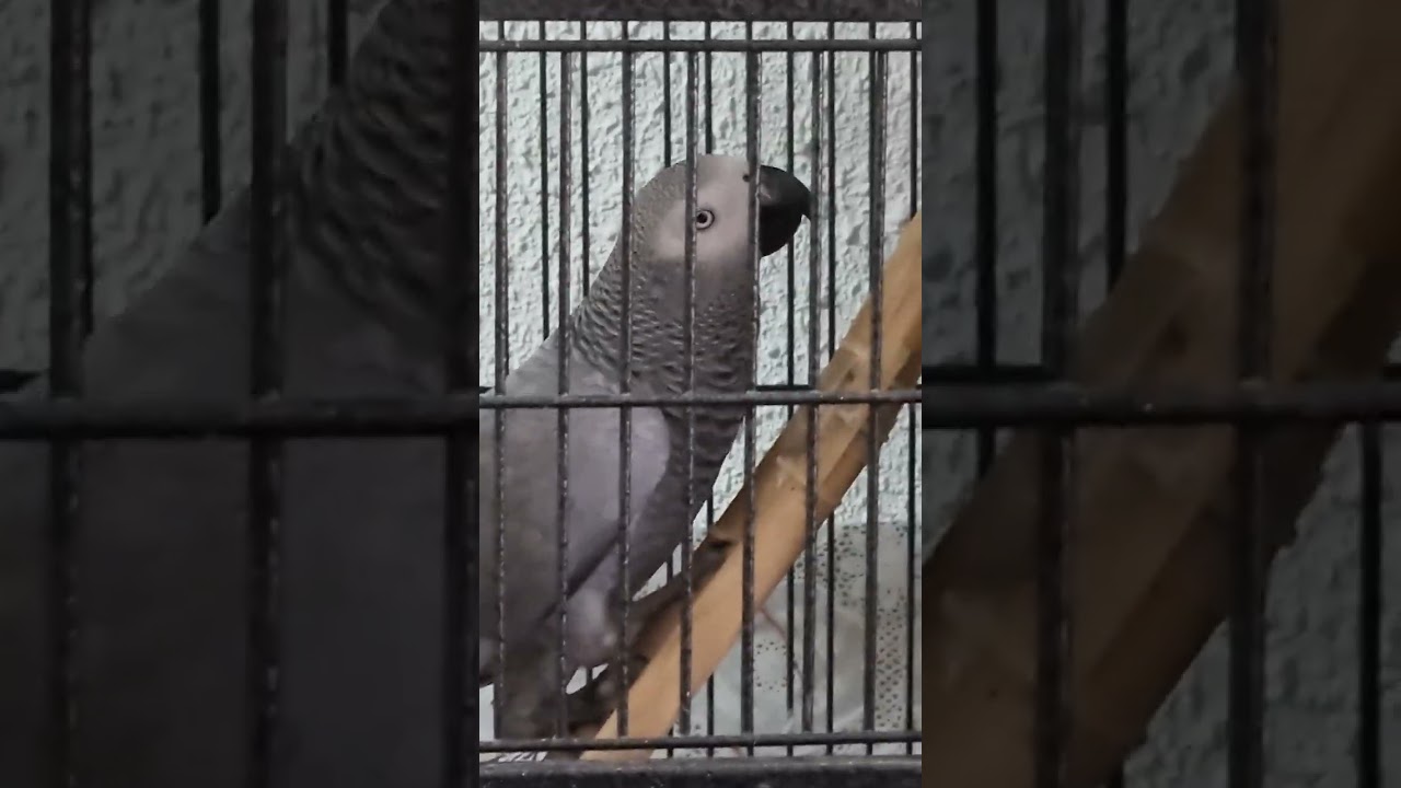 Ужас! Кусалась и в клетку попала!