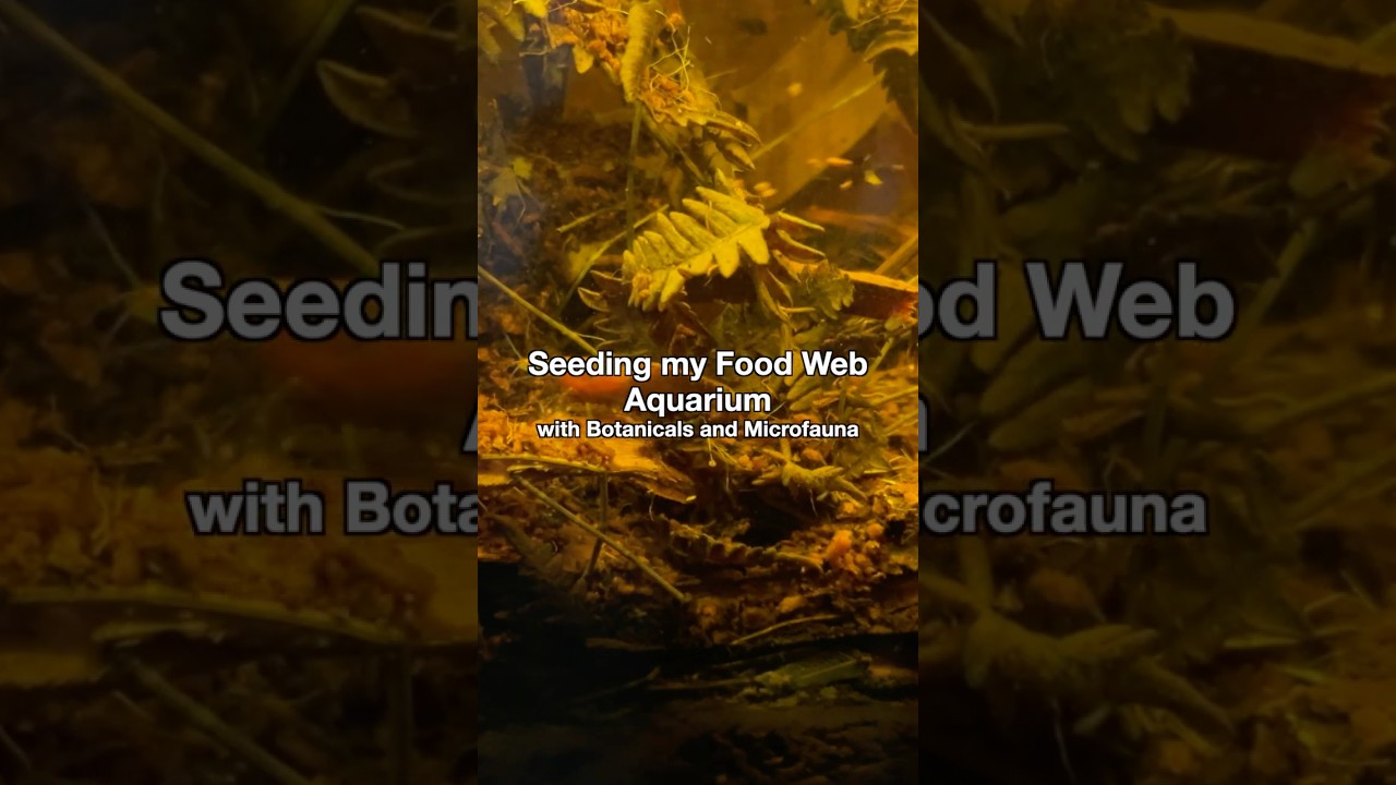 Seeding my food web aquarium with botanicals and microfauna to support my aquarium ecosystems.