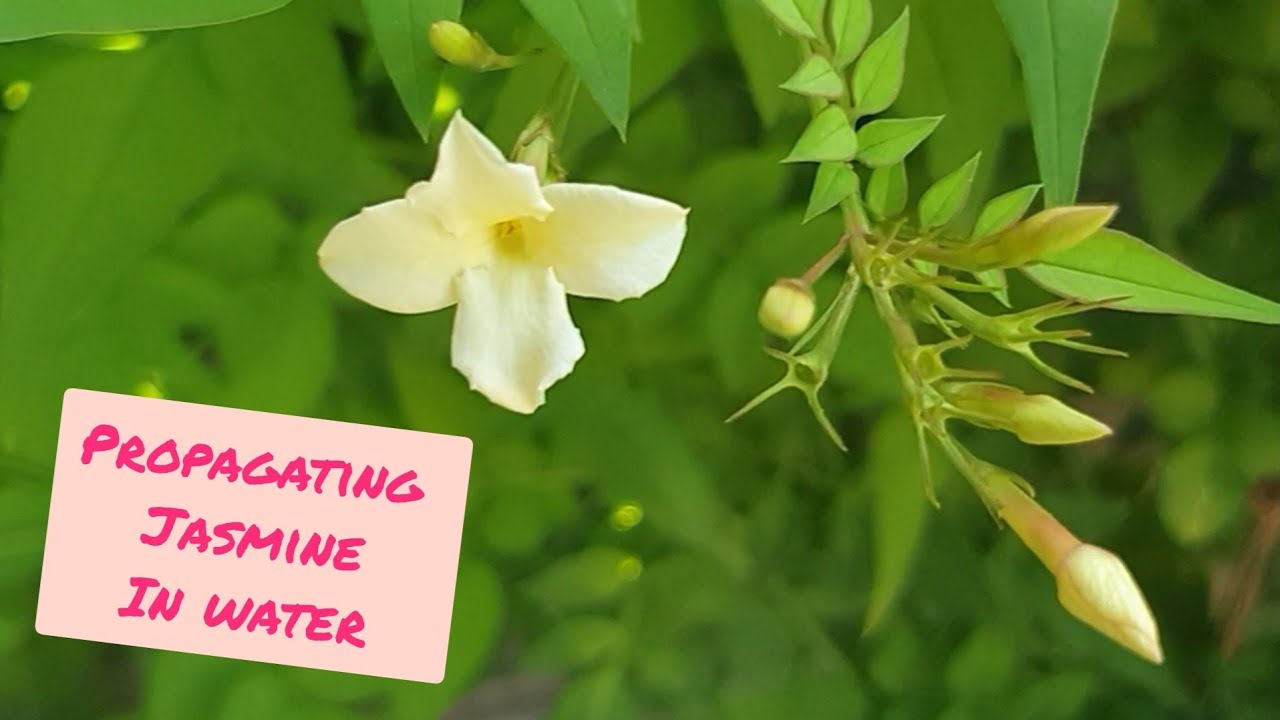 Propagating Jasmine Cuttings in Water with RESULTS (Jasminum Officinale) - Grow FREE Jasmine Plants