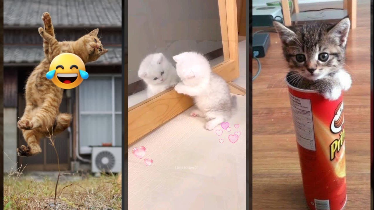 Cute Cats ❤️ kitten meowing crying 🐱 #FunnyCats Episode 3060