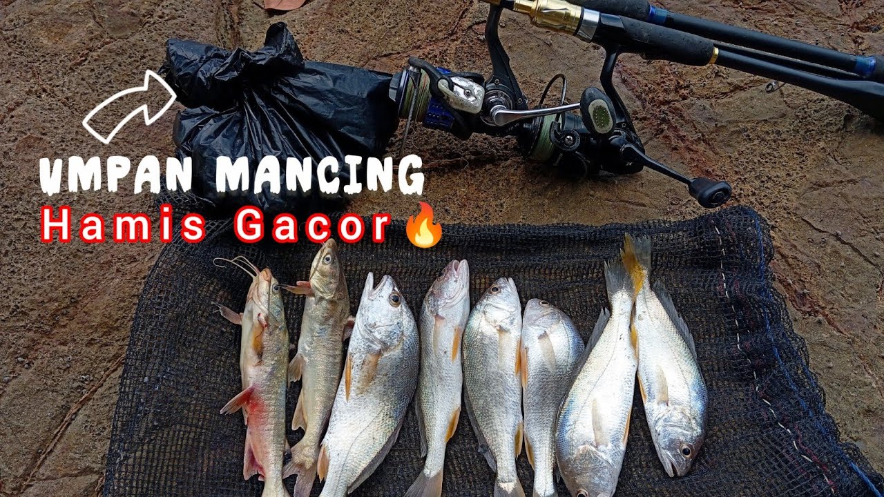 JANGAN COBA MANCING GUNA UMPAN INI !! BISA KEWALAHAN STRIKE #umpanmancing 