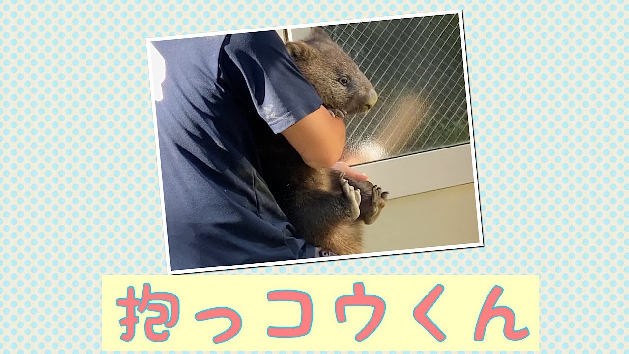 【wombat】抱っコウくん☆(Hug, Kou)