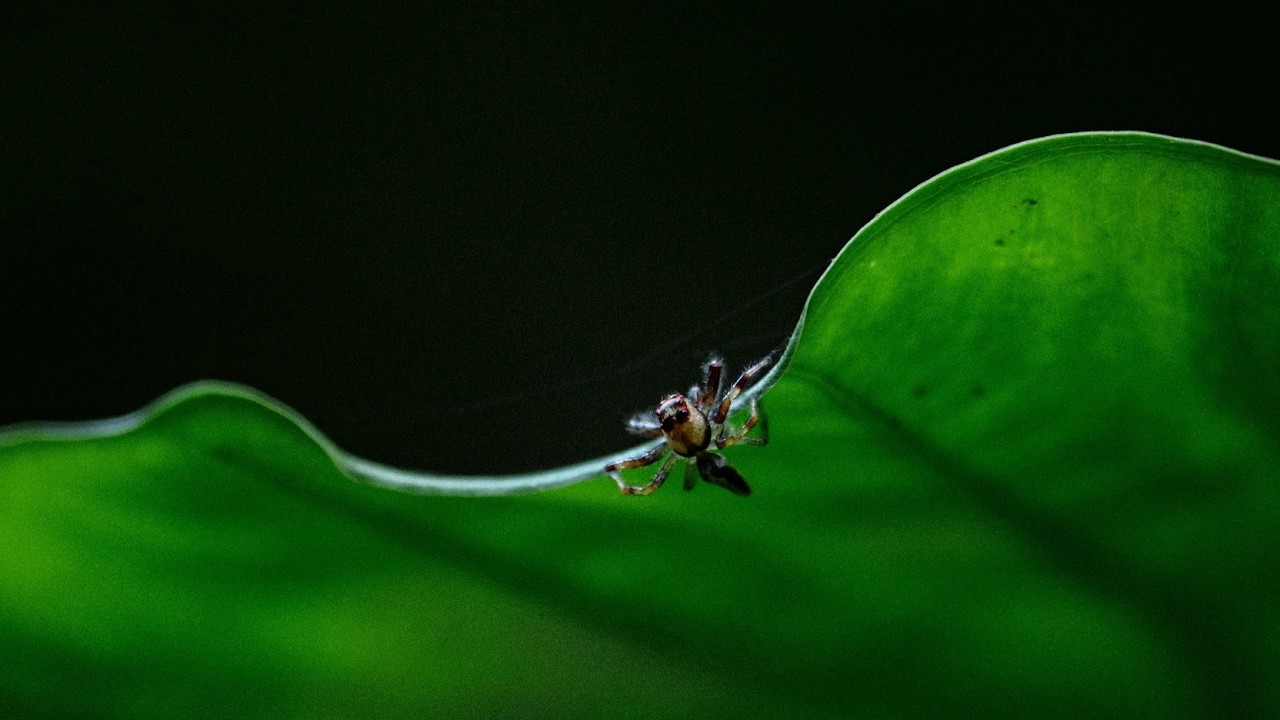 Furugen Spring, Yomitan Okinawa (Nikon ZR 4K)