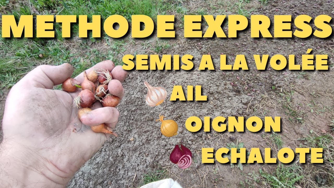 methode express , semis a la volée , oignon ail échalote