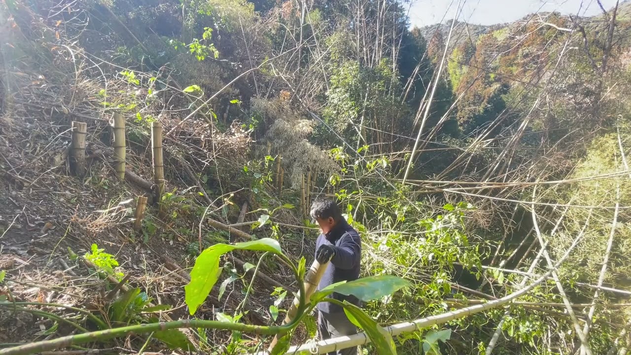竹林伐採と竹の引き上げ運搬