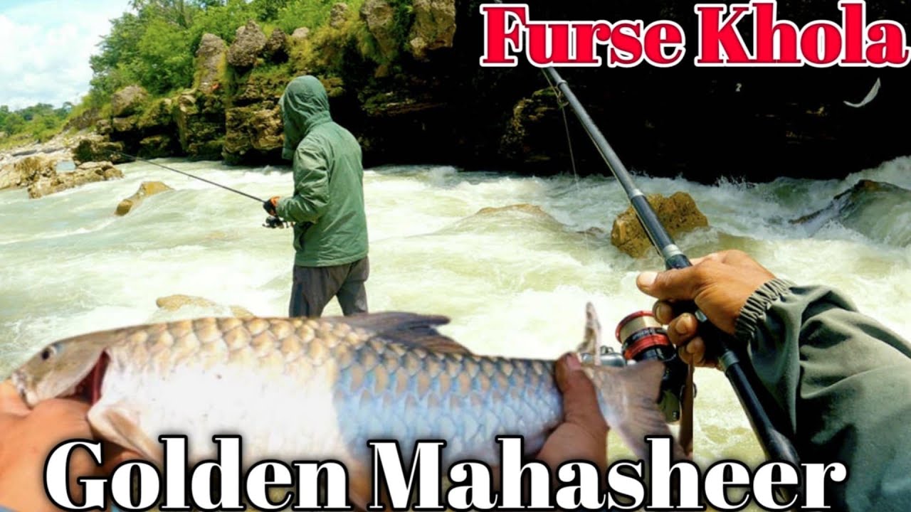 Amazing Fishing Golden Mahasheer Furse Khola Nepal 🎣 || Furse Khola || Fishing Nepal 🇳🇵