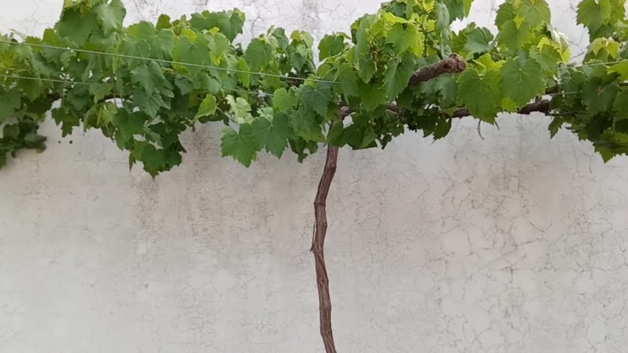 How to Train a Grape Vine in Pot/Container | Grape Vine in Terrace Garden