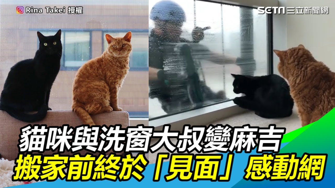 隔窗互動6年貓咪與大叔變麻吉　搬家前終於「面對面」感動網 @RINATAKEI ｜三立新聞網SETN.com