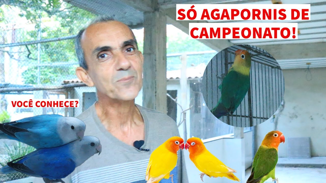 ESSA É MINHA CRIAÇÃO DE AGAPÓRNIS I RIFA DE RING NECK