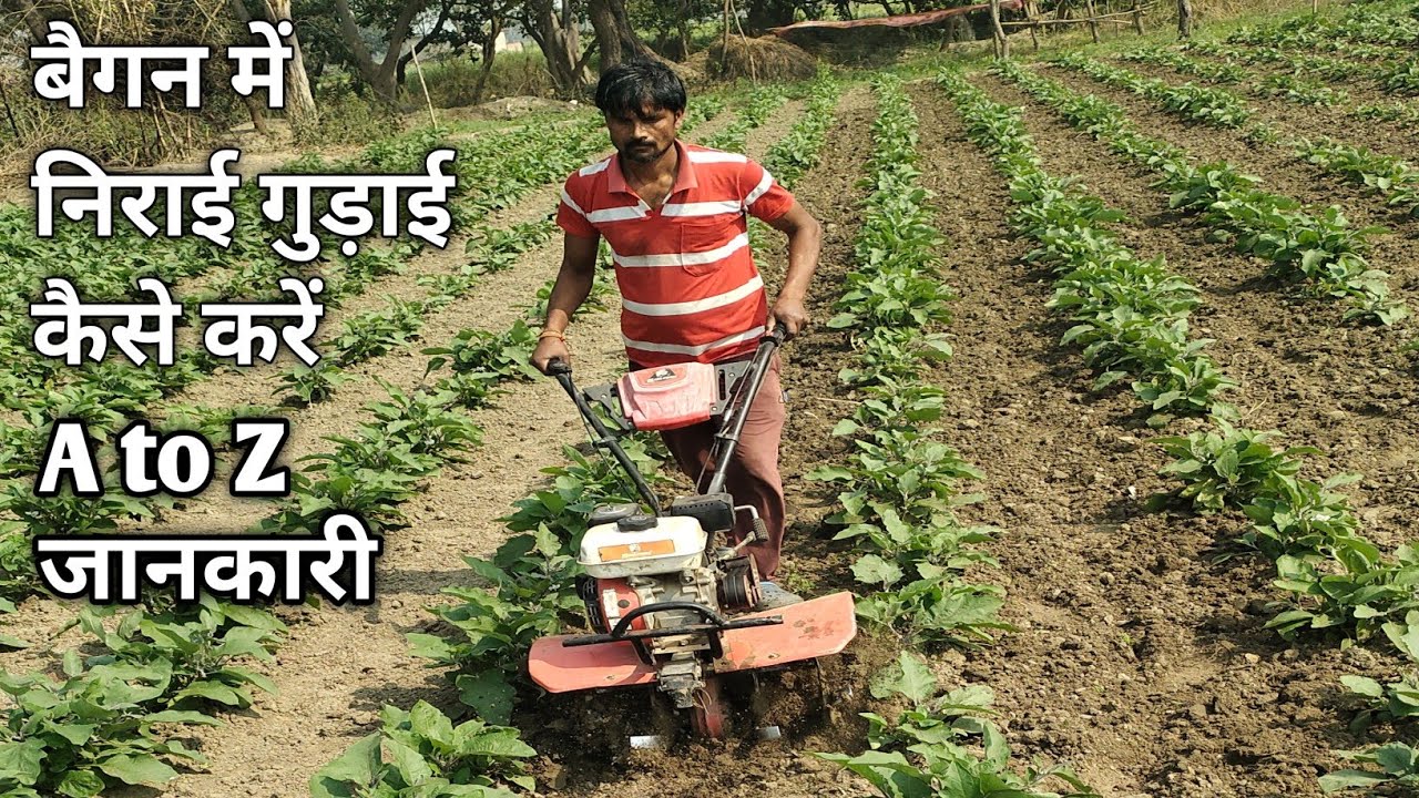 बैगन में निराई-गुड़ाई कब और कैसे करें? 🌱 अधिक पैदावार का सही तरीका | Brinjal Weeding Guide