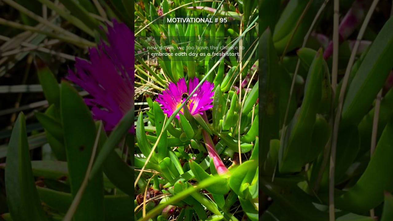Embracing Renewal: Unfurling the Petals of Hope and Possibilities  #motivation #inspiration #courage