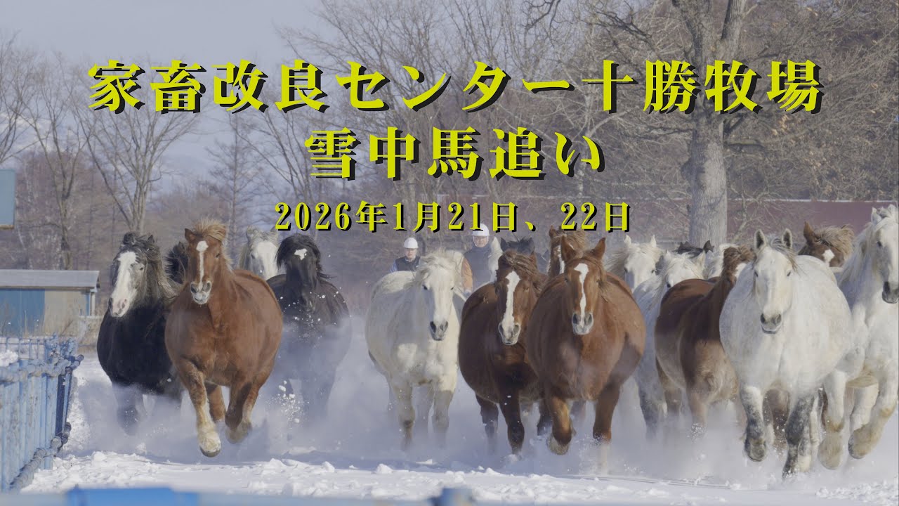 【4K HDR】家畜改良センター十勝牧場雪中馬追い  2026/01/20 #hokkaido #馬 #horse  #十勝牧場 #音更町
