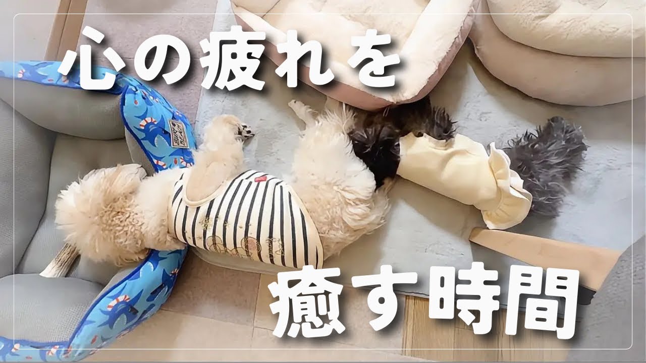 【癒し】これを観ると心がほっこりします❤️