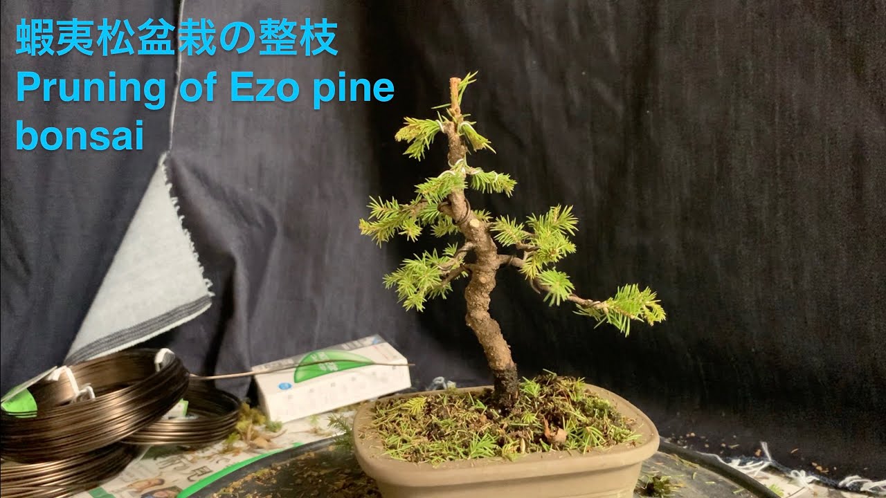 蝦夷松盆栽の整枝 Pruning of Ezo pine bonsai