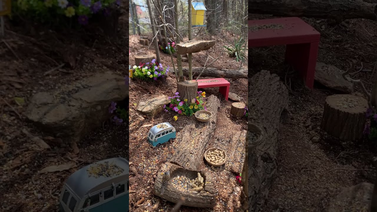 🔴 LIVE Backyard Birds & Wildlife 🐿️ | Cat TV + Relaxing Nature Sounds