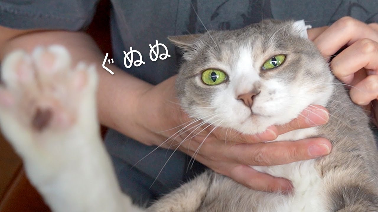 耳掃除で味わい深い顔になっちゃう猫達 | #モアクリ Vlog057
