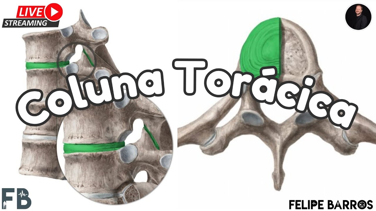 Coluna torácica | Prof. Felipe Barros