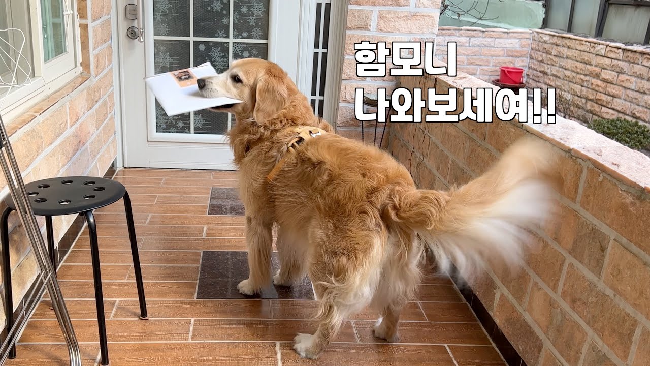 할머니에게 선물 배달하러 간 리트리버가 흥분해버리면 생기는 일 ㅋㅋㅋ