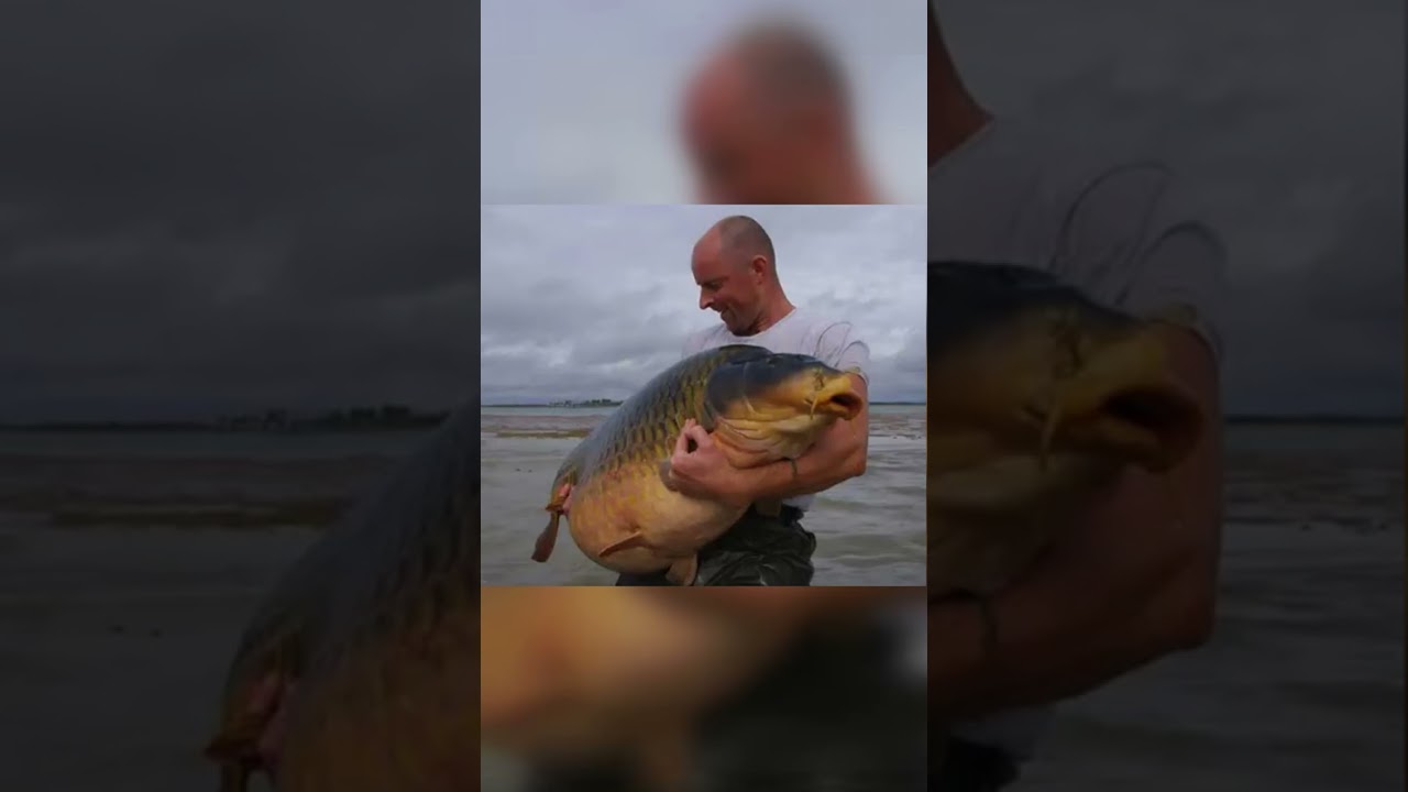 Les poisson record de France pt1 #p&ecirc;che #p&ecirc;cheurs #record #france