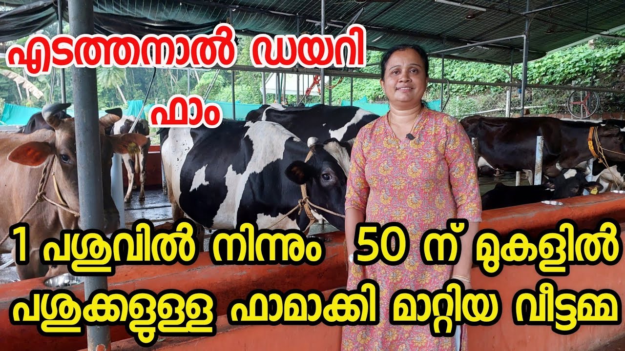 1 പശുവിൽ നിന്നും  50 ന് മുകളിൽ പശുക്കളുള്ള ഫാമാക്കി മാറ്റിയ വീട്ടമ്മ |dairy farming in kerala
