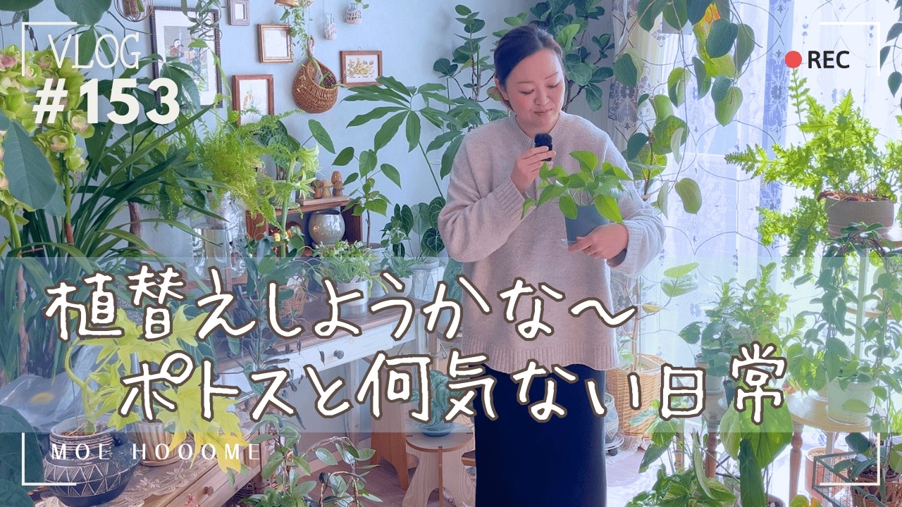 【ポトスの植替え】そろそろ整え直そうかな〜と思った日（Vlog/153）