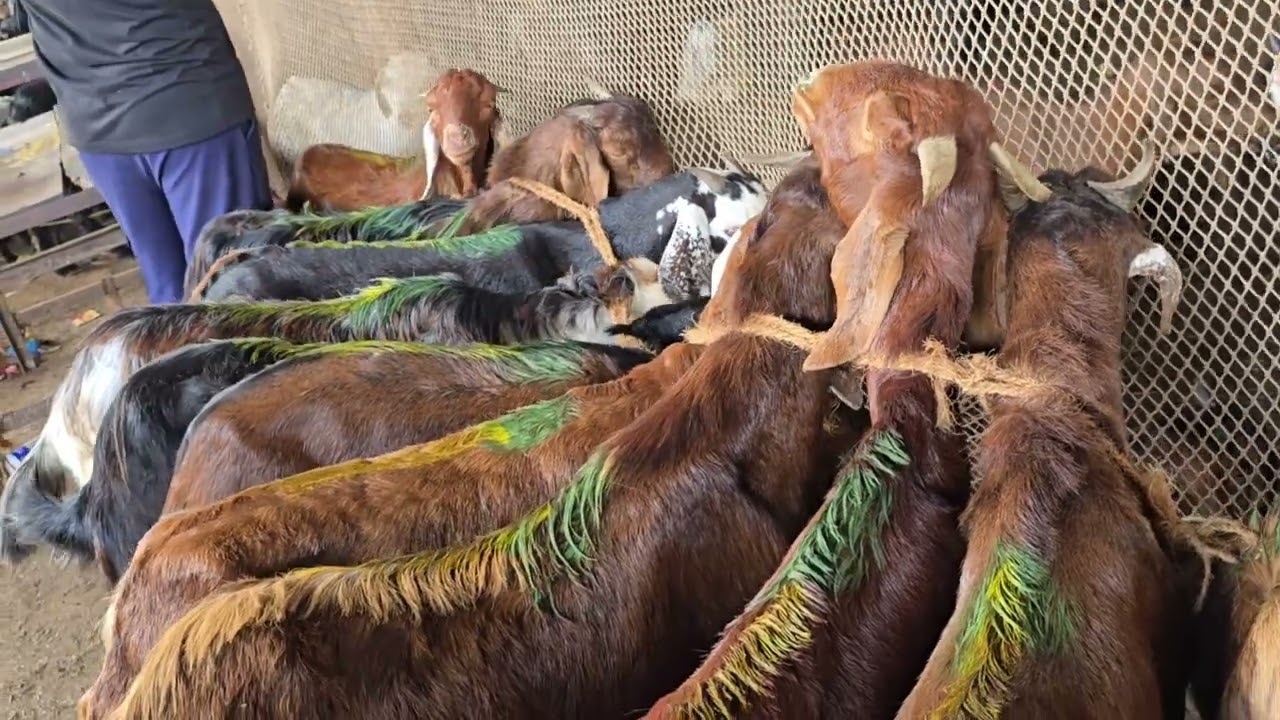 Kalyan kongaon bakra mandi update 1 nov 2025