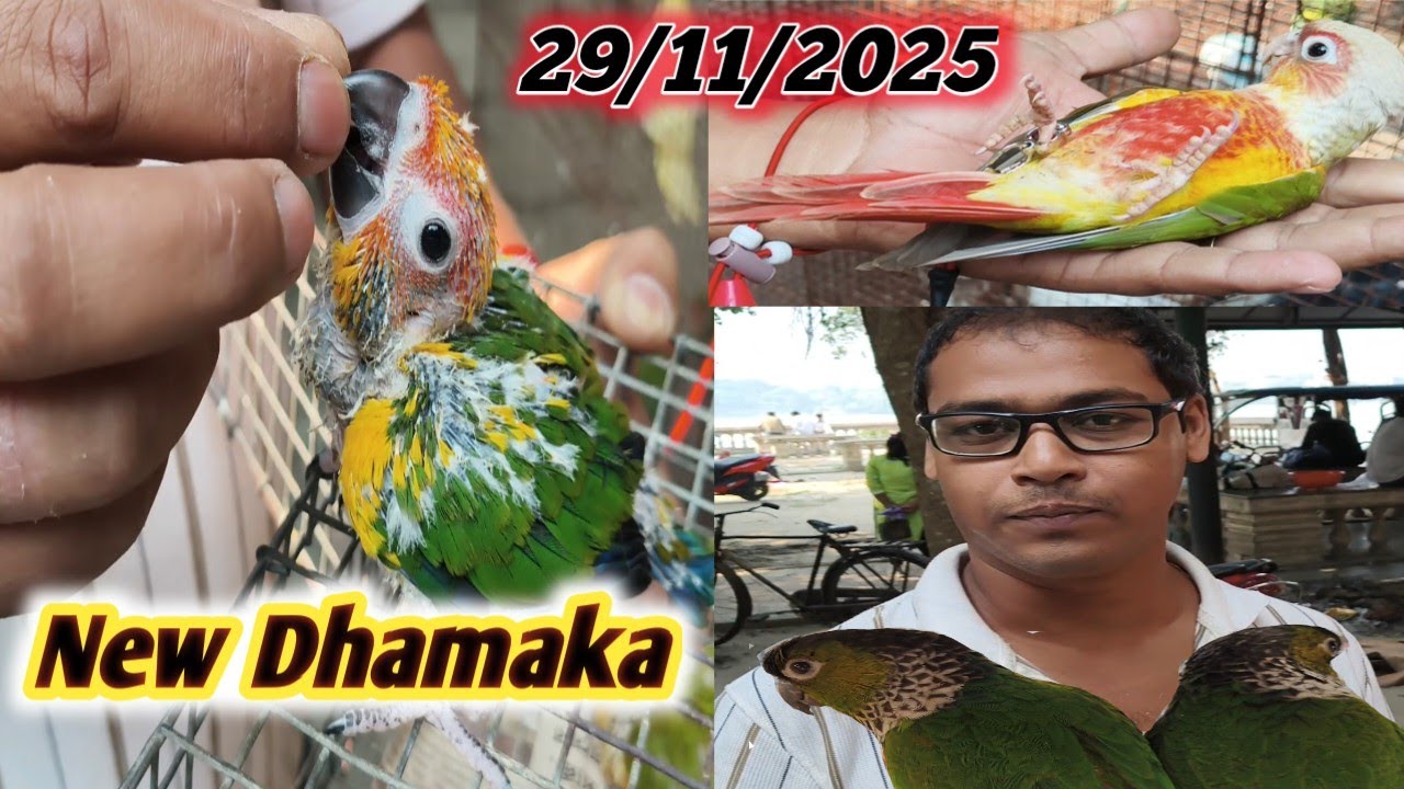 #Naihati Hater Dhamaka Collection🐦🐦#29/11/2025#birdmarket #kolkata 