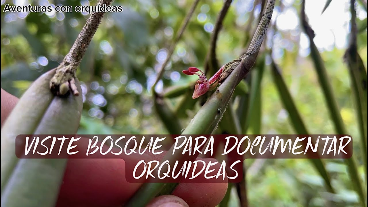 VISITE BOSQUE para DOCUMENTAR ORQUIDEAS COLOMBIANAS