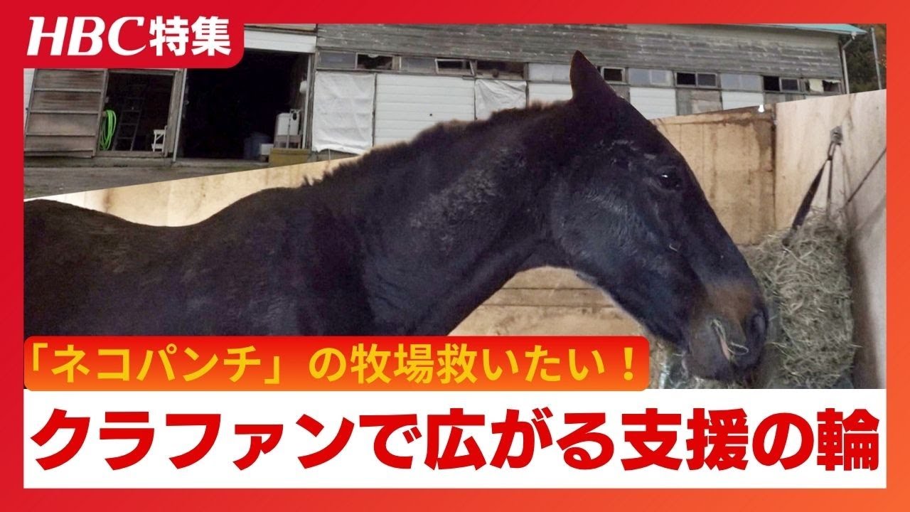 『ザ・ロイヤルファミリー』舞台の地でもう一つのドラマ…引退競走馬の老朽厩舎を救え！「ネコパンチ」らが暮らす北海道の養老牧場、クラファンで目標額を大幅達成