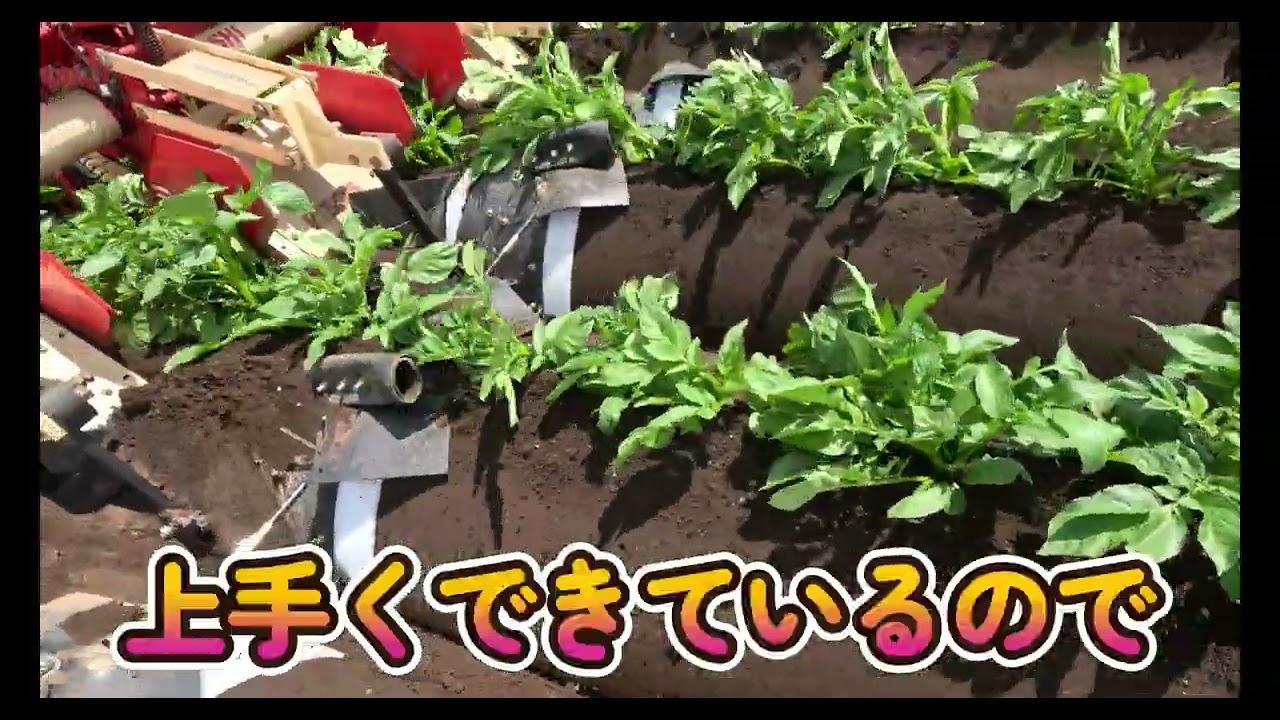 サタナス　特盛培土板・・・早出しとうやの圃場