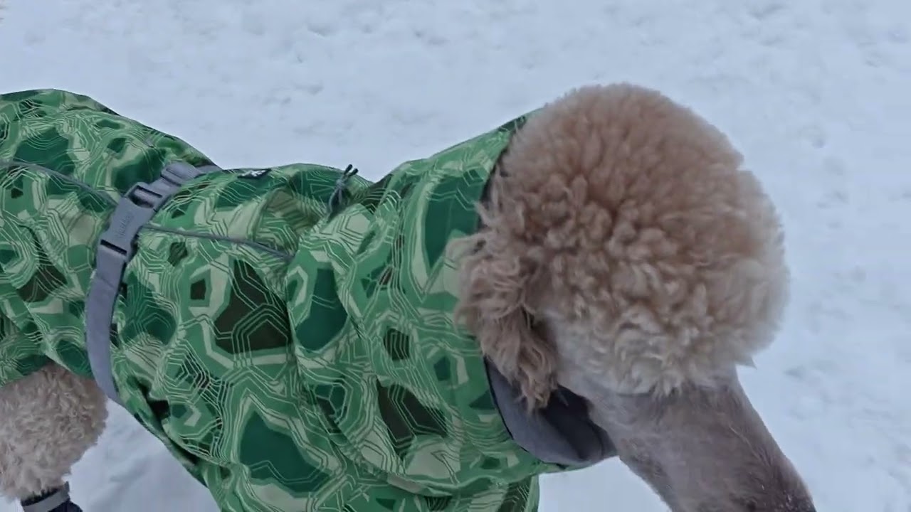 Poodle boys in a frozen dog park in February