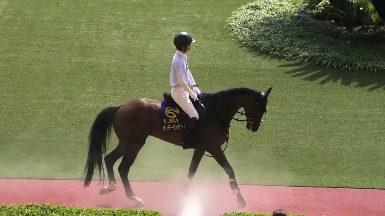 【誘導馬】小倉競馬場の誘導馬 サンデーウィザード 初心者マークを付けながら奮闘中!! 現地映像