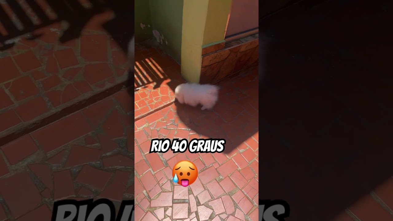 Rio 40 graus #spitzalem&atilde;o #ver&atilde;o #calor #rio40graus #luludapomerania #pets #filhotes #sol #spitz
