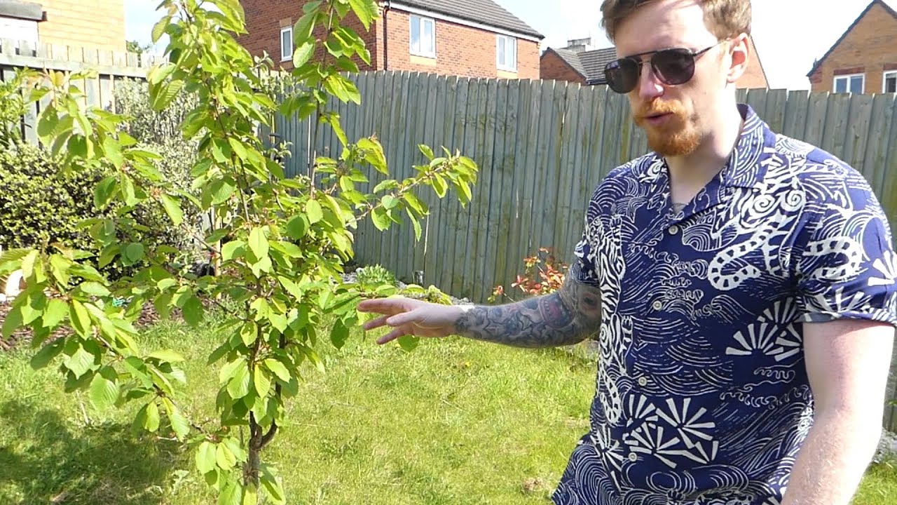 I FINALLY GREW CHERRIES